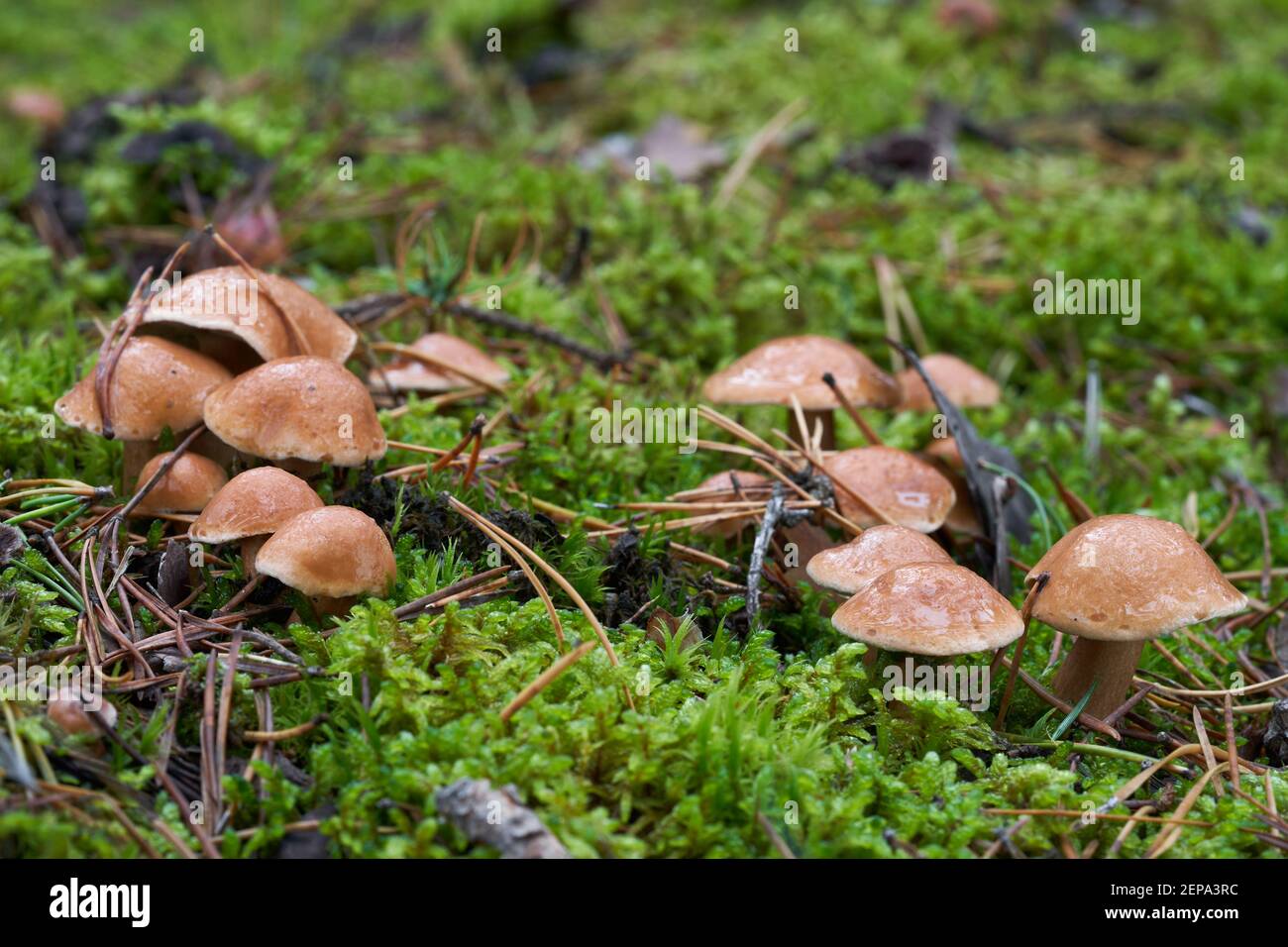 Essbarer Pilz Suillus bovinus im Kiefernwald. Bekannt als Jersey Kuhpilz oder Rind Bolete. Im Moos wachsende Wildpilze. Stockfoto