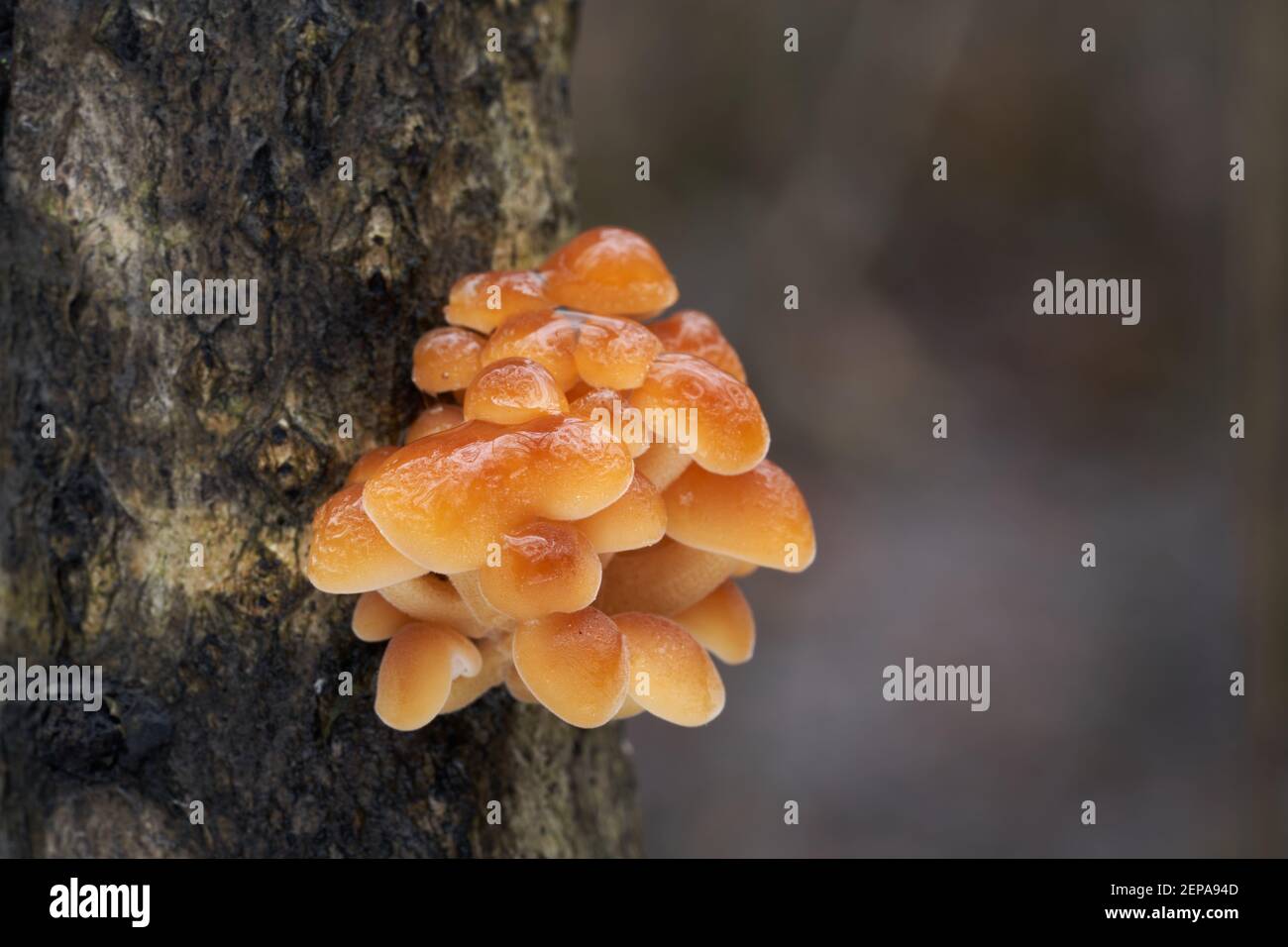 Essbarer Winterpilz Flammulina velutipes im Auenwald. Bekannt als Samtschaft, Enoki oder Enokitake. Wildpilze wachsen auf dem Baum. Stockfoto