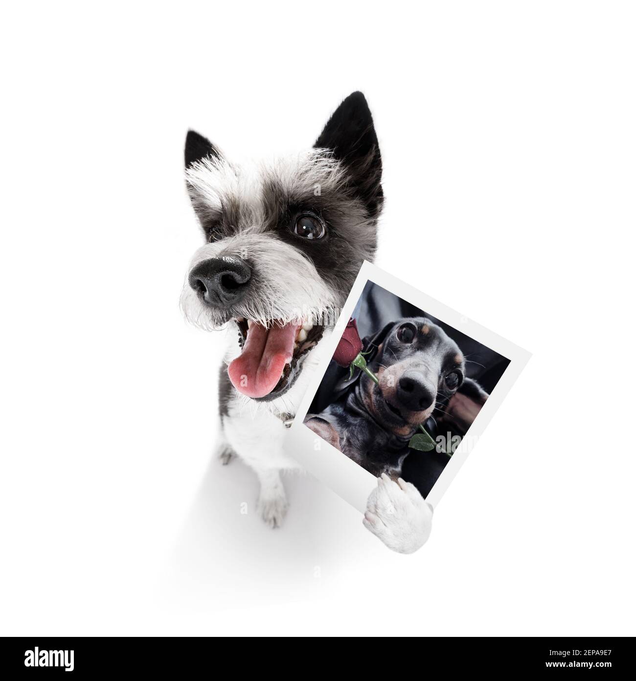 Super lustig Pudel Hund hält ein Foto mit alten Retro Stil auf weißem Hintergrund isoliert aussehen Stockfoto