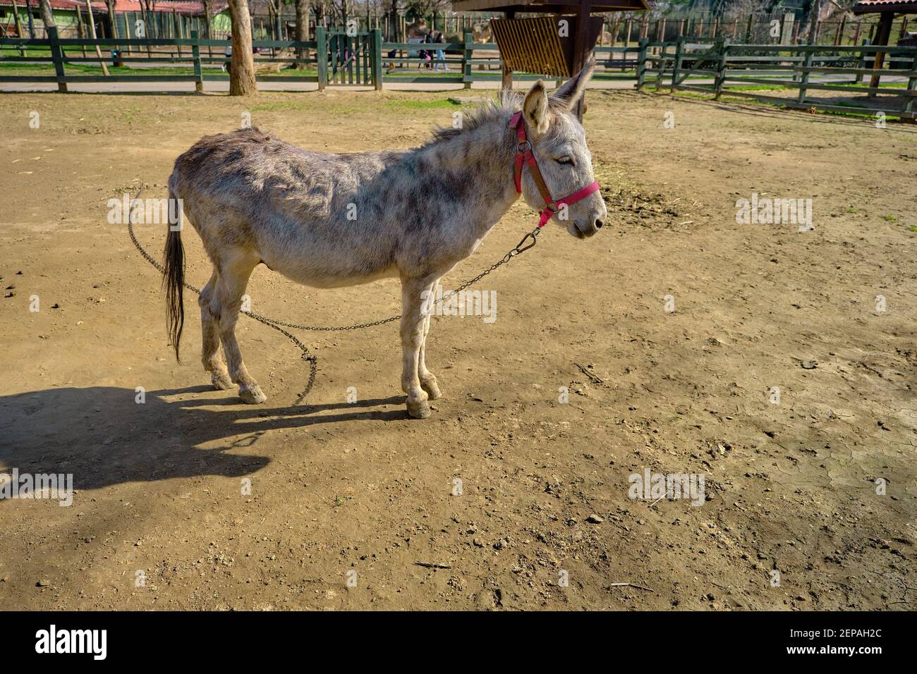 Ein süßer Esel steht auf dem Boden in seiner Scheune von Zäunen aus Holz bedeckt. Kleiner Esel mit Kette und rotem Sattel. Stockfoto