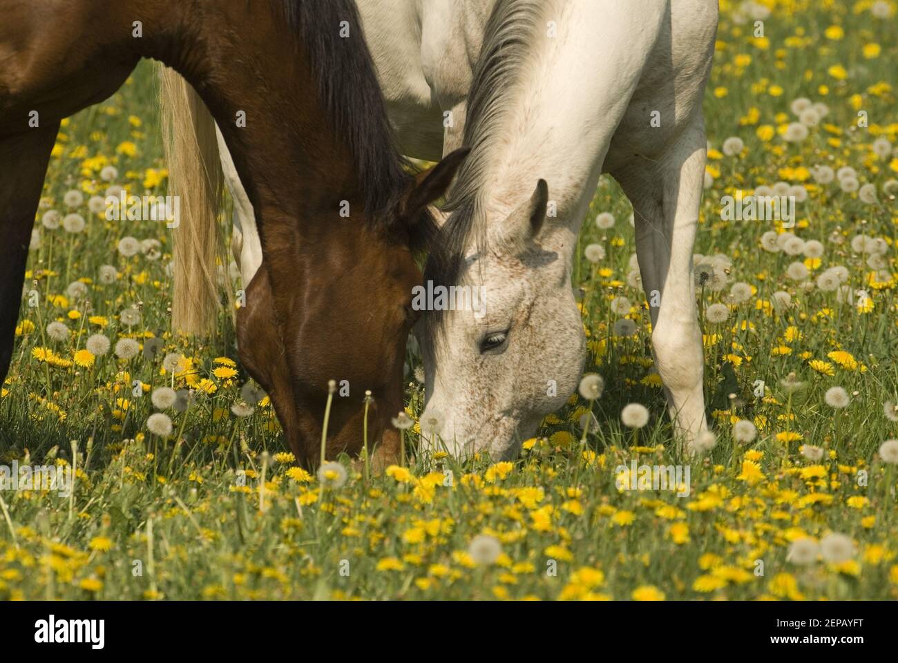Braune und weiße Paare von Pferden Stockfoto