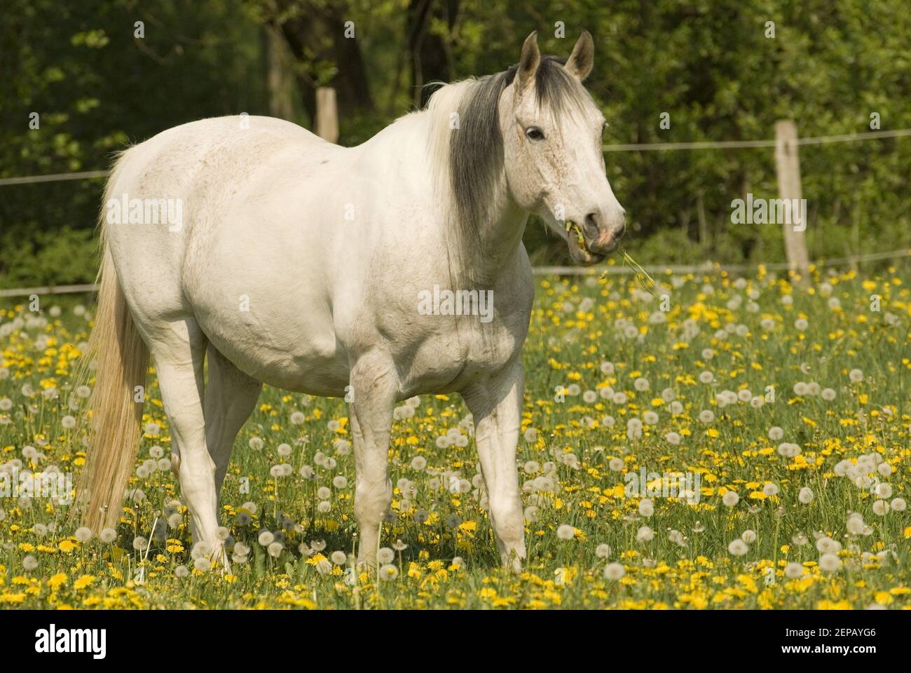 Die Pferde erstes Gras des Jahres Stockfoto