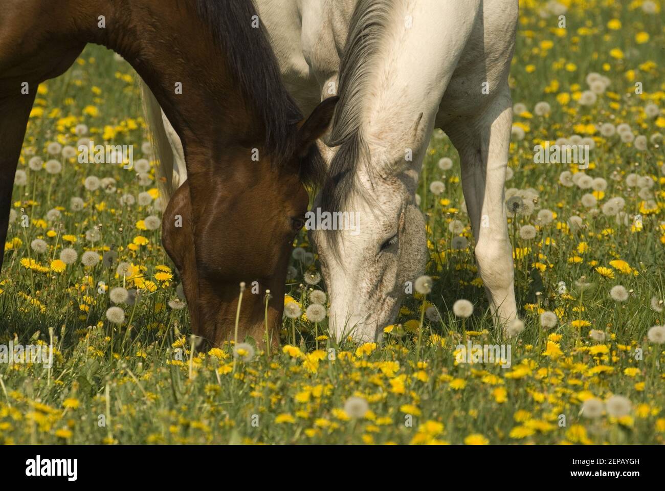Braune und weiße Paare von Pferden Stockfoto