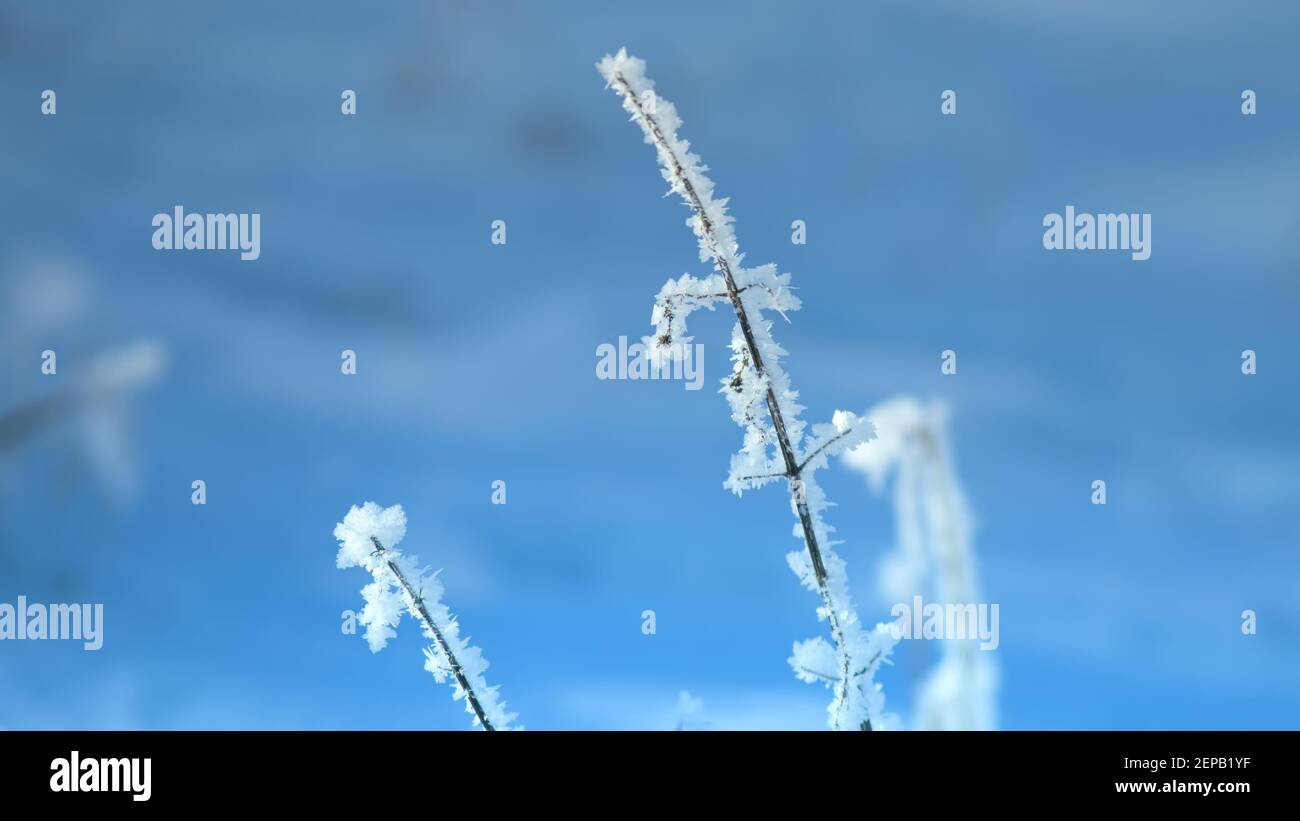 Eiskristalle auf einem Ast, geringe Schärfentiefe Stockfoto