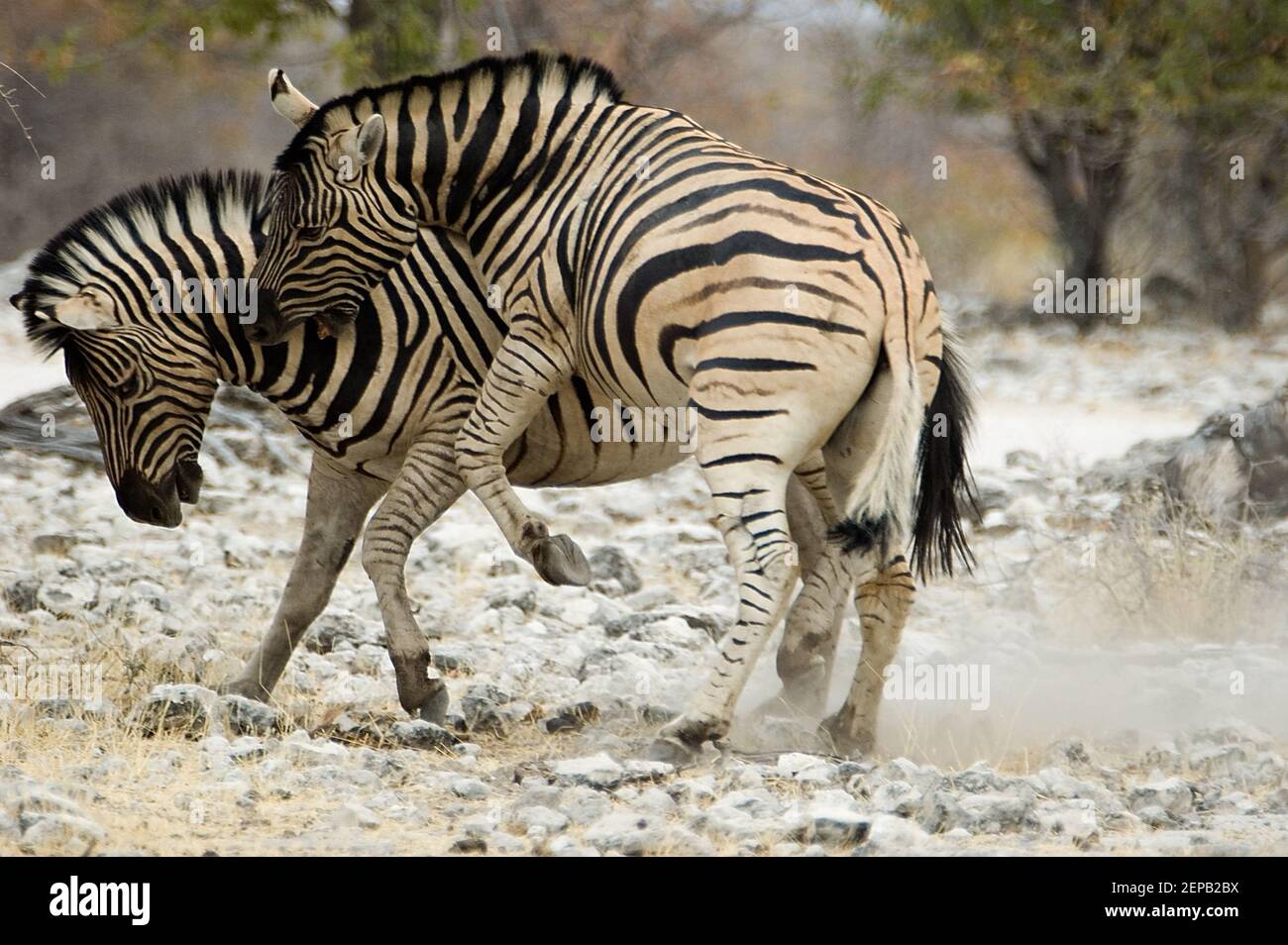 Kampf Zebras 1 Stockfoto