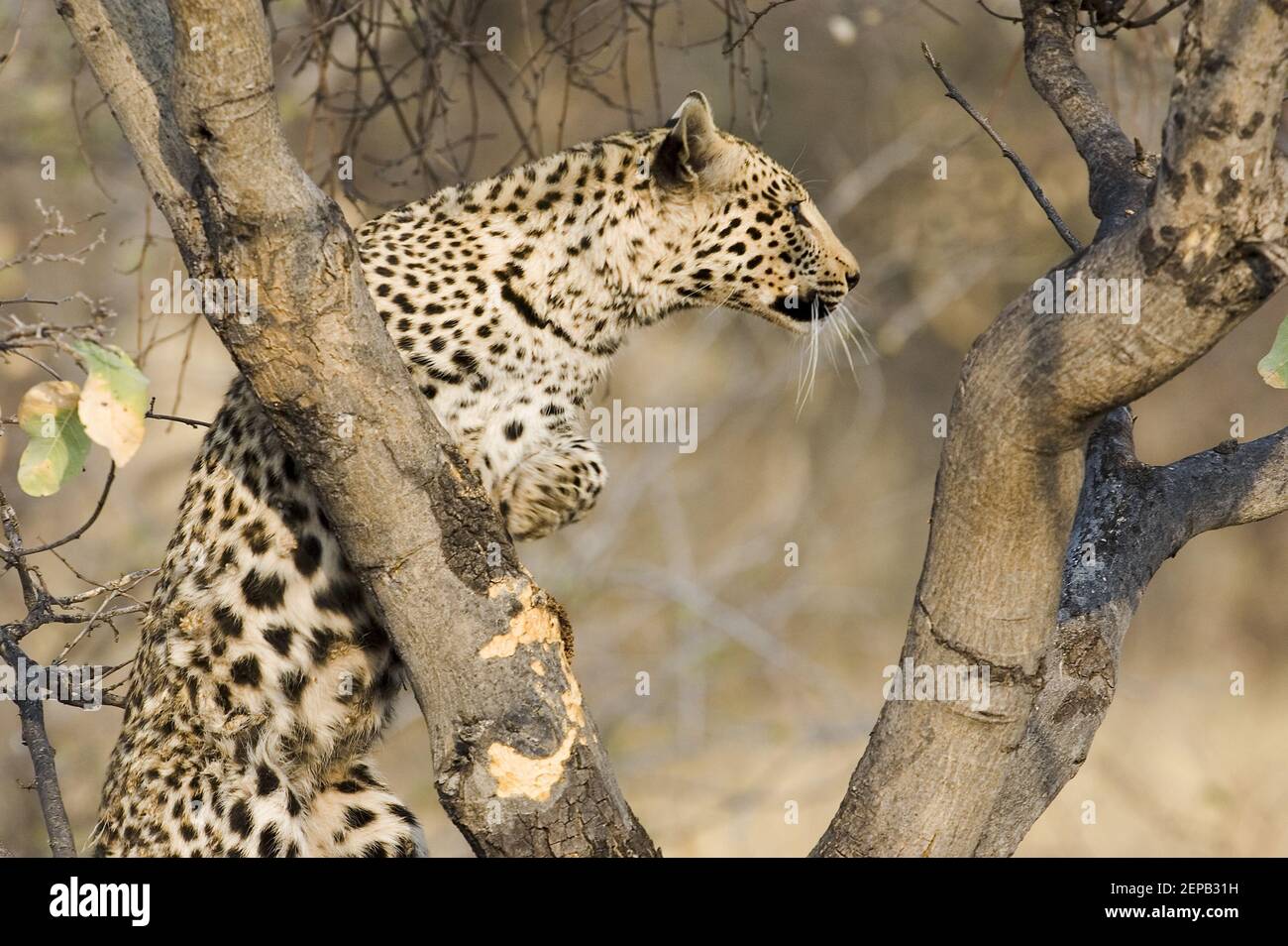 Leoparden in einem Baum Stockfoto