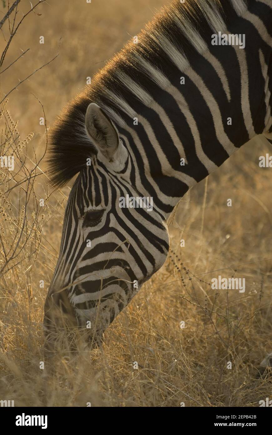 Burchellis Zebra Stockfoto