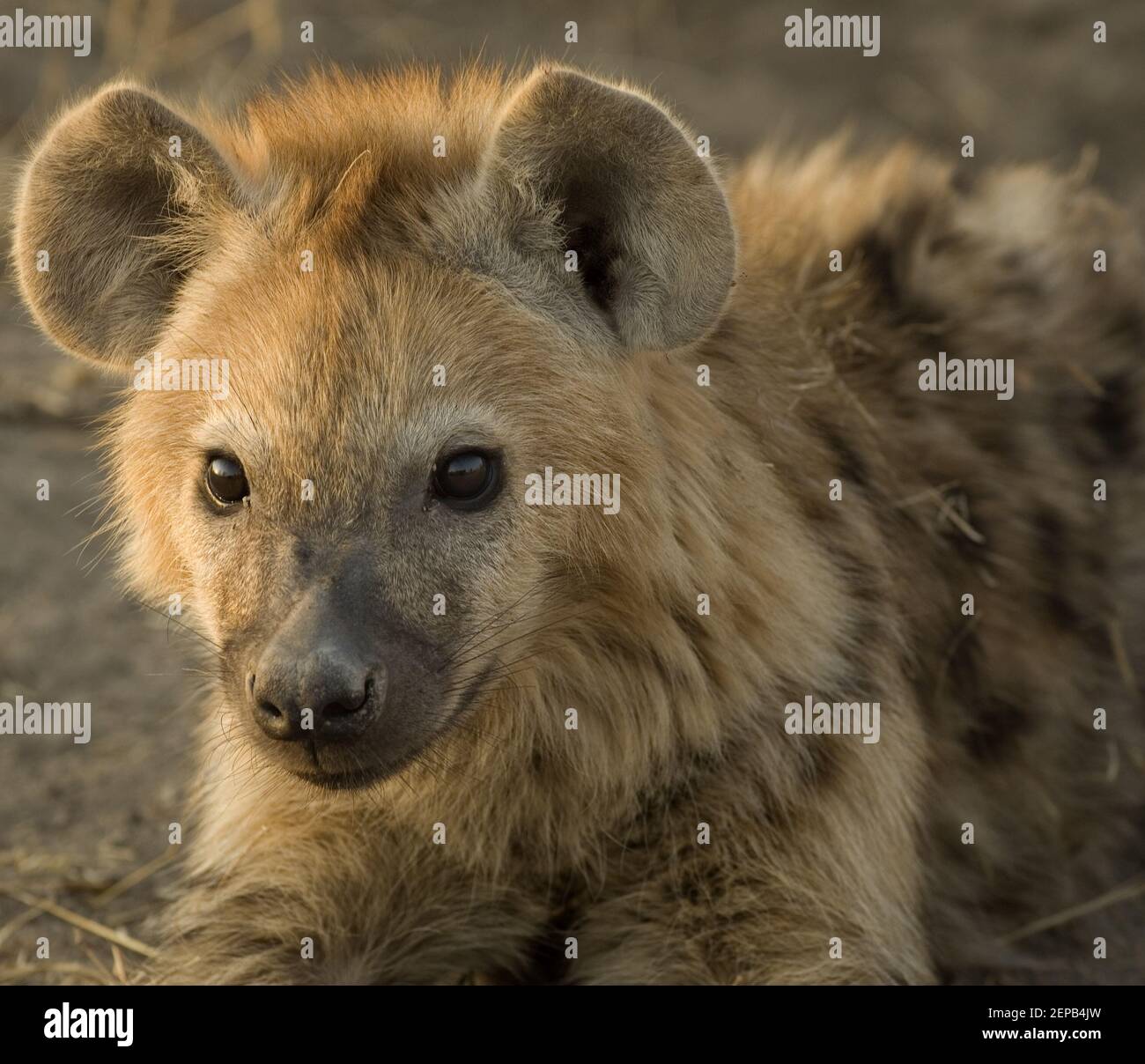 Hyäne Stockfoto