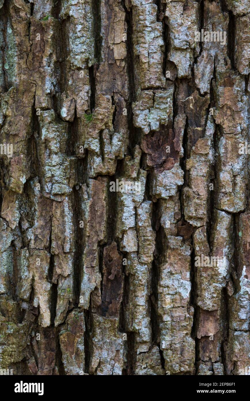 Alter Baum, Rinde, Baumrinde, Urwald, Eiche (Quercus robur