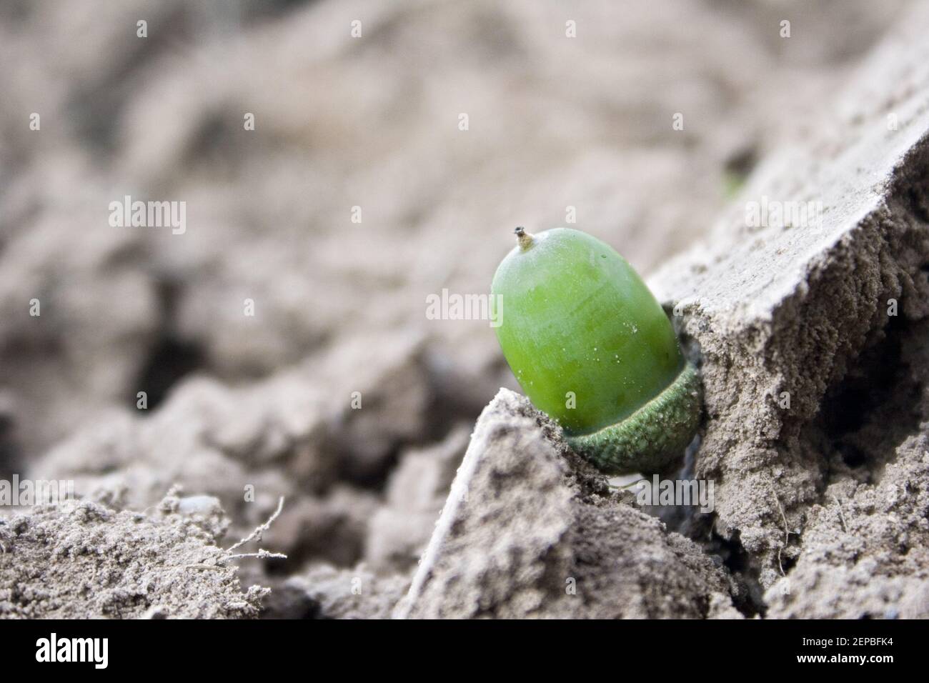 Gefangen - Acorn Stockfoto