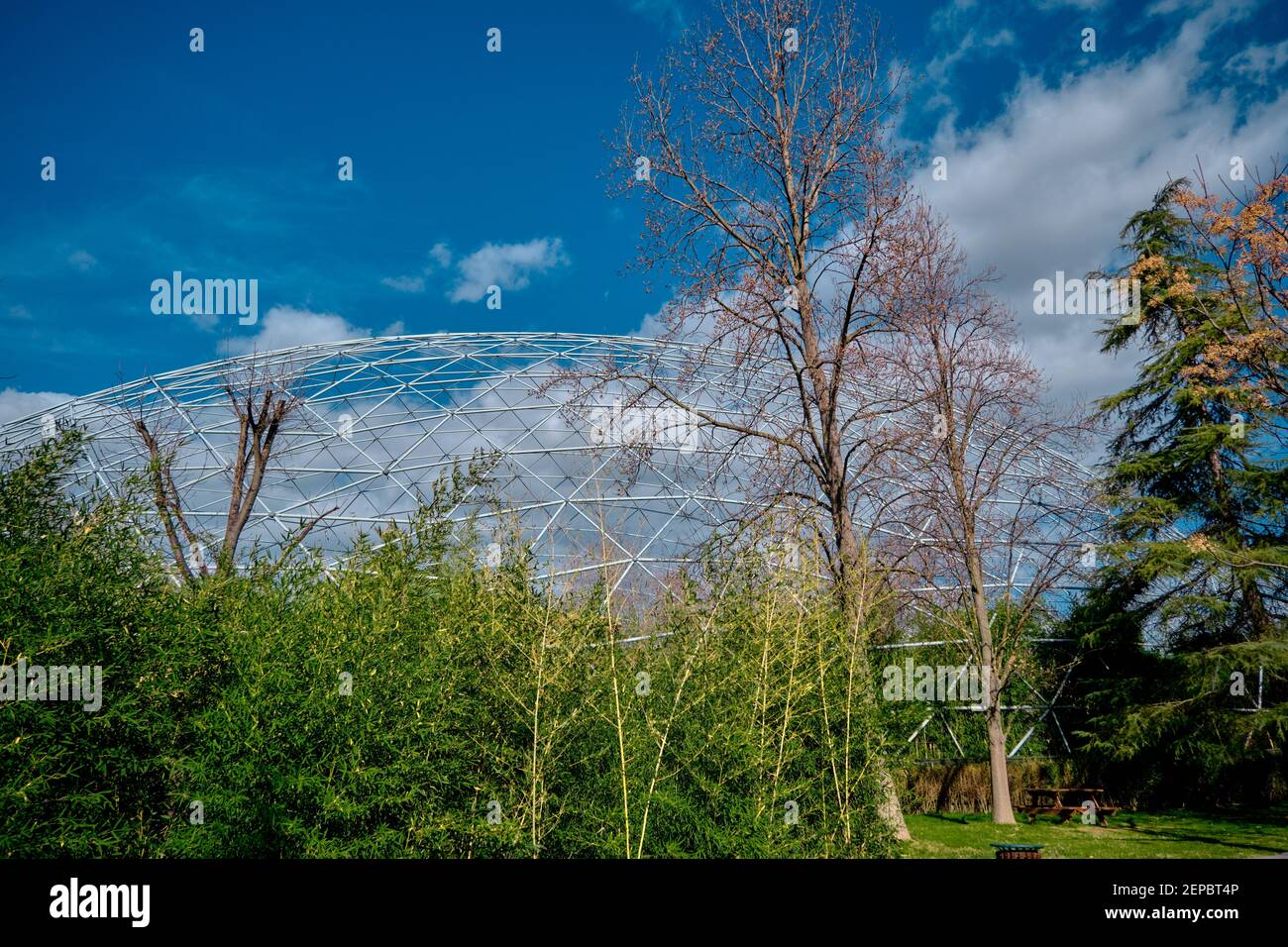 Im großen Käfig im Zoo. Getrockneter Baum, Pflanze mit prächtigem blauen Himmel und weißen Wolken. Zusammen mit weißer Konstruktion aus weißen Stäben als Kuppel. Stockfoto