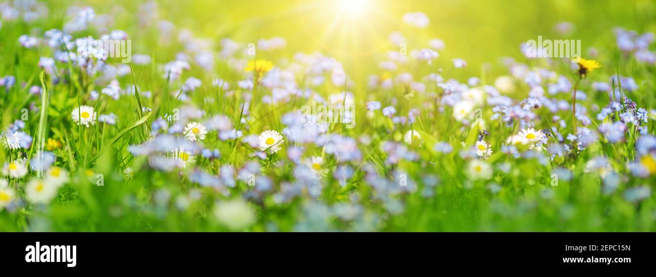 Wiese mit vielen bunten Frühlingsblumen an sonnigen Tagen Stockfoto