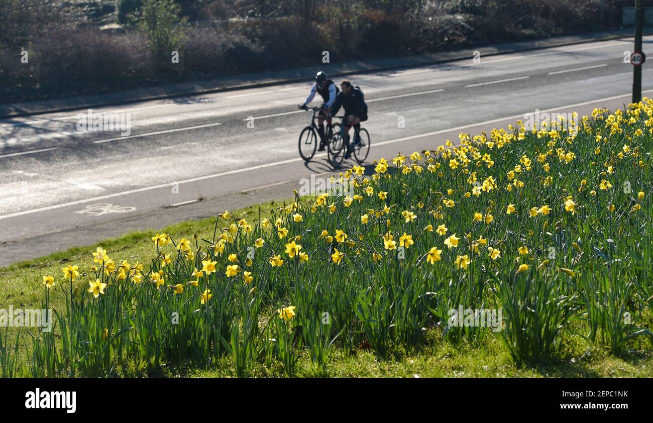 Brighton UK 27th February 2021 - Radler passieren an einem Teppich voller Narzissen in voller Blüte entlang der Hauptstraße A23 nach Brighton an einem weiteren schönen warmen sonnigen Tag : Credit Simon Dack / Alamy Live News Stockfoto