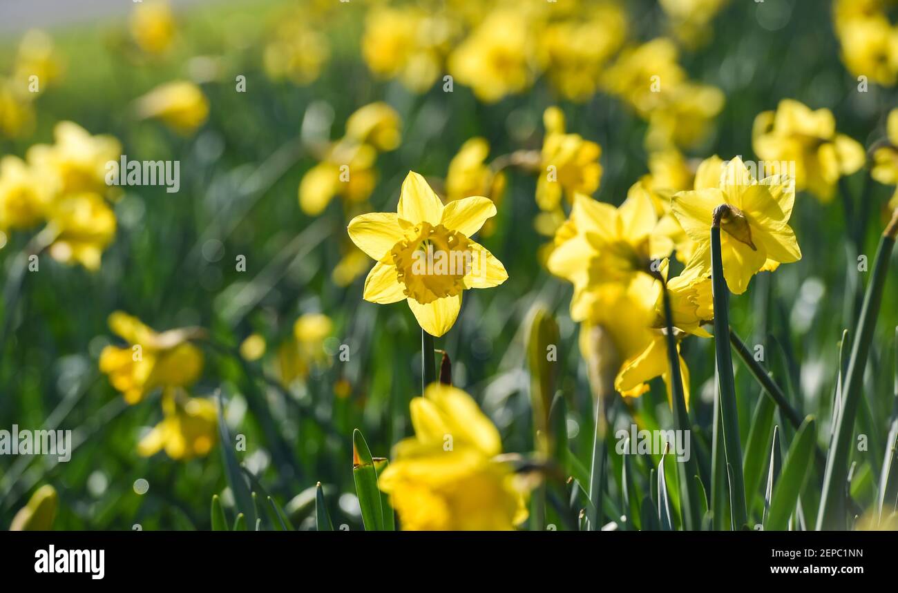 Brighton UK 27th February 2021 - EIN Teppich voller Narzissen in voller Blüte entlang der A23 Hauptstraße nach Brighton an einem anderen schönen warmen sonnigen Tag : Credit Simon Dack / Alamy Live News Stockfoto
