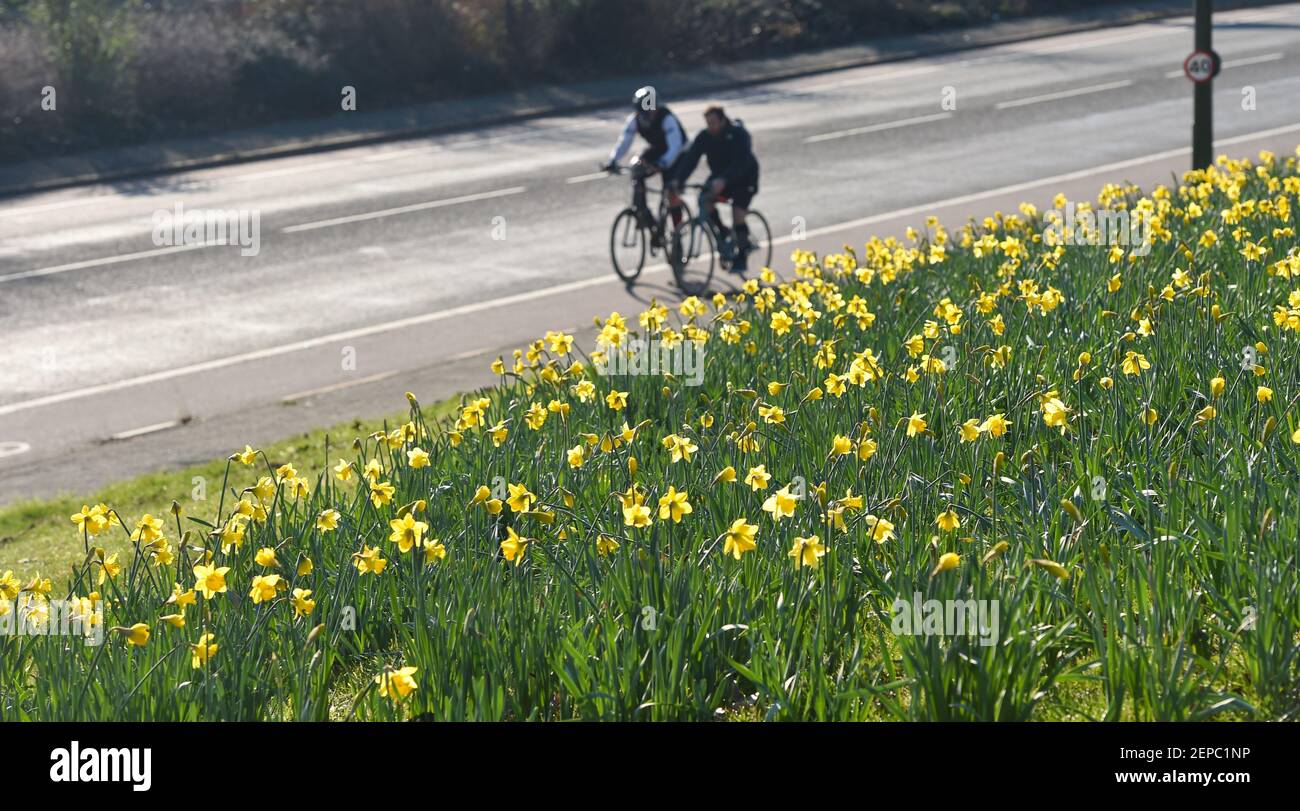 Brighton UK 27th February 2021 - Radler passieren an einem Teppich voller Narzissen in voller Blüte entlang der Hauptstraße A23 nach Brighton an einem weiteren schönen warmen sonnigen Tag : Credit Simon Dack / Alamy Live News Stockfoto