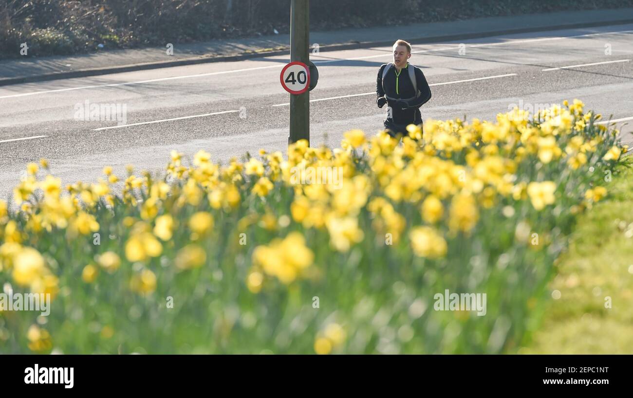 Brighton UK 27th February 2021 - EIN Läufer kommt an einem Teppich voller Narzissen in voller Blüte entlang der Hauptstraße A23 nach Brighton an einem anderen schönen warmen sonnigen Tag : Credit Simon Dack / Alamy Live News Stockfoto