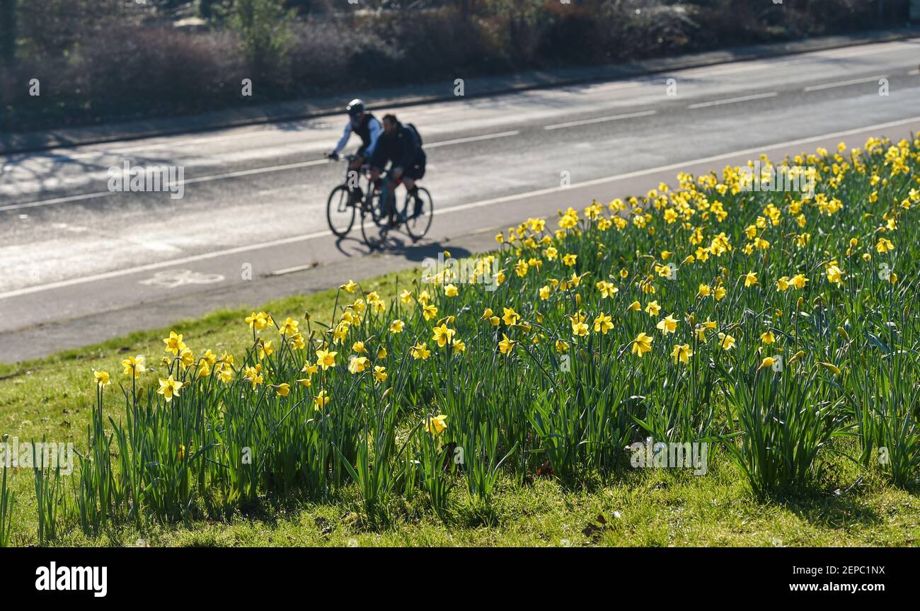 Brighton UK 27th February 2021 - Radler passieren an einem Teppich voller Narzissen in voller Blüte entlang der Hauptstraße A23 nach Brighton an einem weiteren schönen warmen sonnigen Tag : Credit Simon Dack / Alamy Live News Stockfoto