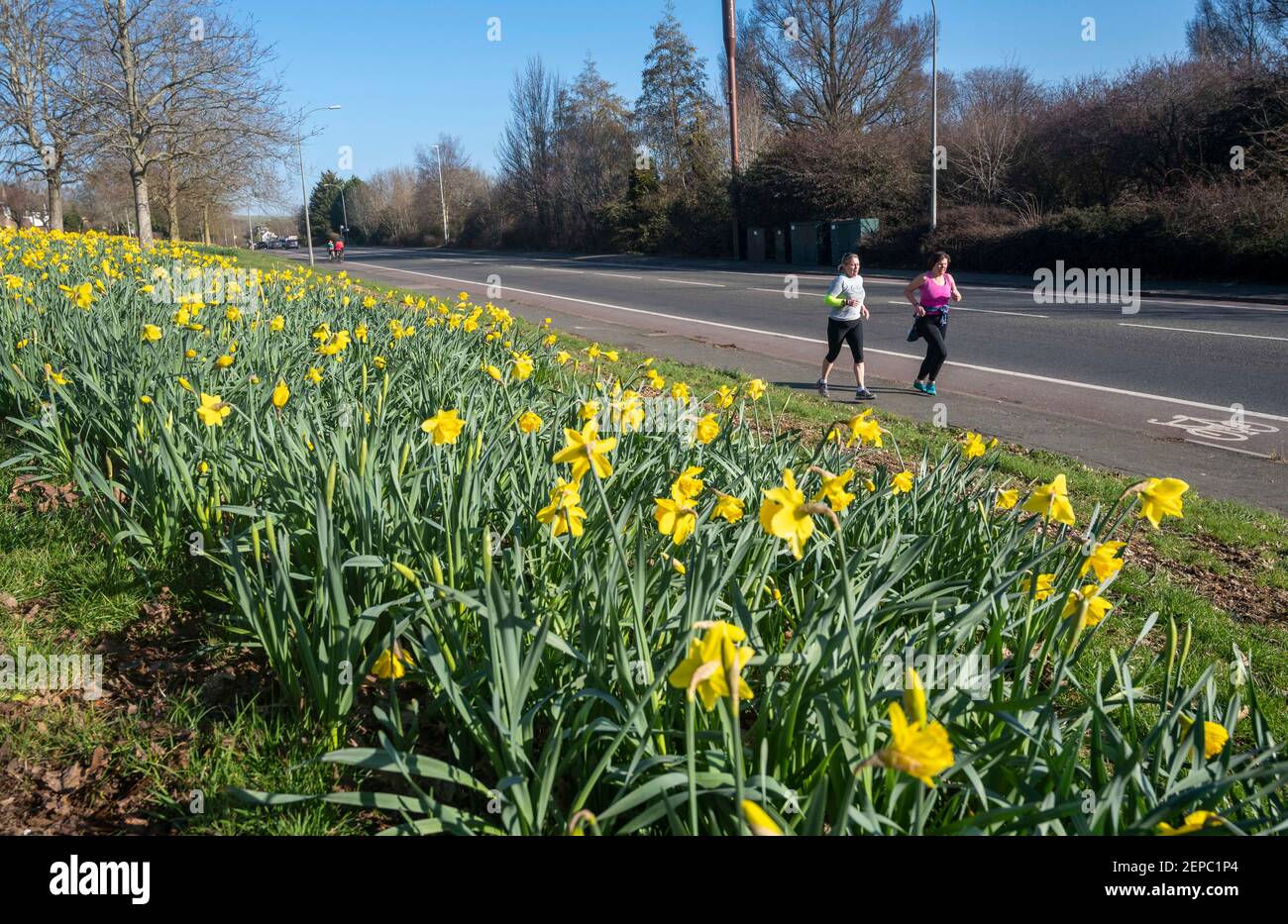Brighton UK 27th February 2021 - Läufer passieren an einem Teppich voller Narzissen in voller Blüte entlang der Hauptstraße A23 nach Brighton an einem weiteren schönen warmen sonnigen Tag : Credit Simon Dack / Alamy Live News Stockfoto