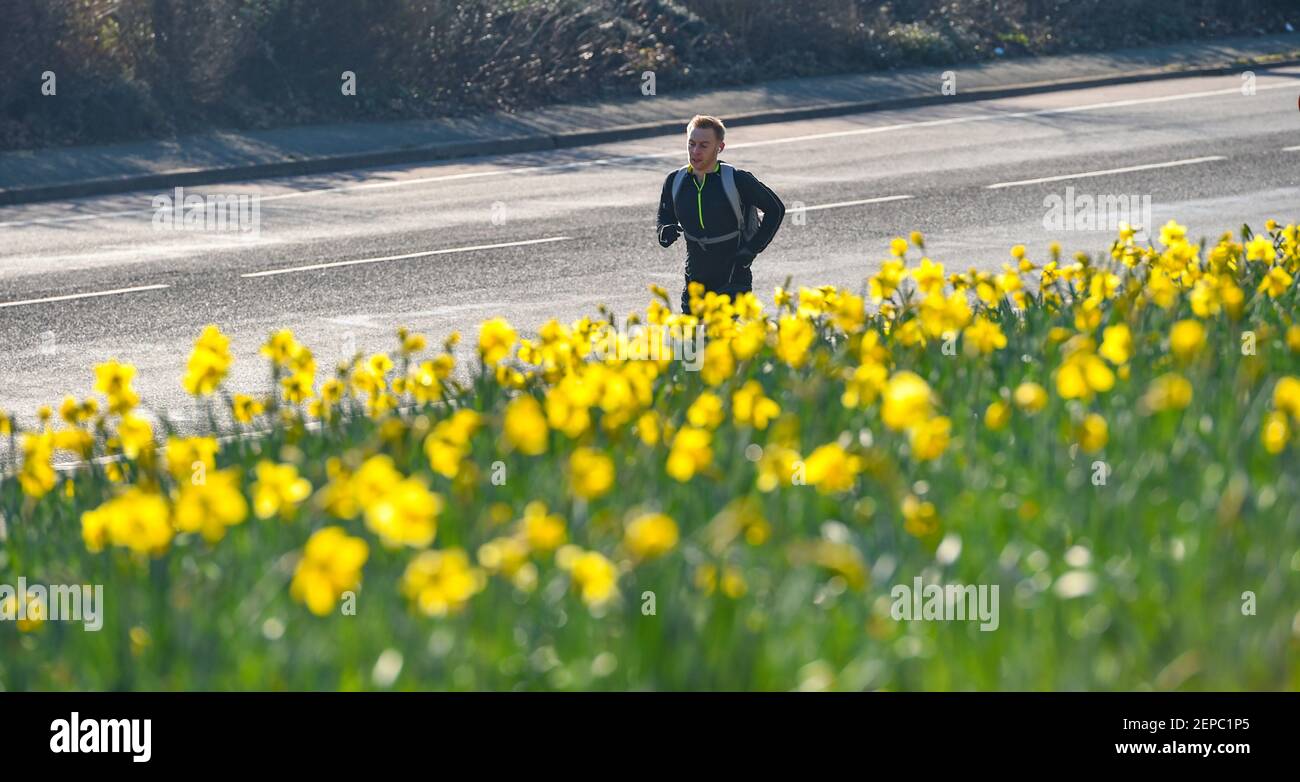 Brighton UK 27th February 2021 - EIN Läufer kommt an einem Teppich voller Narzissen in voller Blüte entlang der Hauptstraße A23 nach Brighton an einem anderen schönen warmen sonnigen Tag : Credit Simon Dack / Alamy Live News Stockfoto