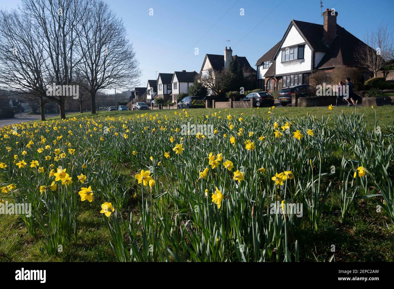Brighton UK 27th February 2021 - EIN Teppich voller Narzissen in voller Blüte entlang der A23 Hauptstraße nach Brighton an einem anderen schönen warmen sonnigen Tag : Credit Simon Dack / Alamy Live News Stockfoto