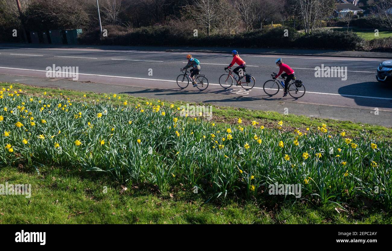 Brighton UK 27th February 2021 - Radler passieren an einem Teppich voller Narzissen in voller Blüte entlang der Hauptstraße A23 nach Brighton an einem weiteren schönen warmen sonnigen Tag : Credit Simon Dack / Alamy Live News Stockfoto