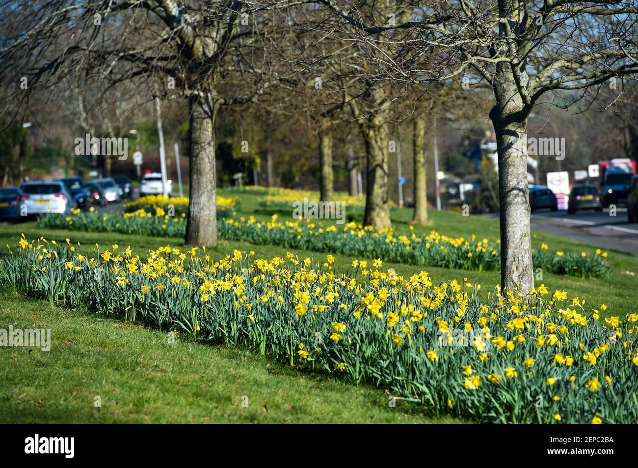 Brighton UK 27th February 2021 - EIN Teppich voller Narzissen in voller Blüte entlang der A23 Hauptstraße nach Brighton an einem anderen schönen warmen sonnigen Tag : Credit Simon Dack / Alamy Live News Stockfoto
