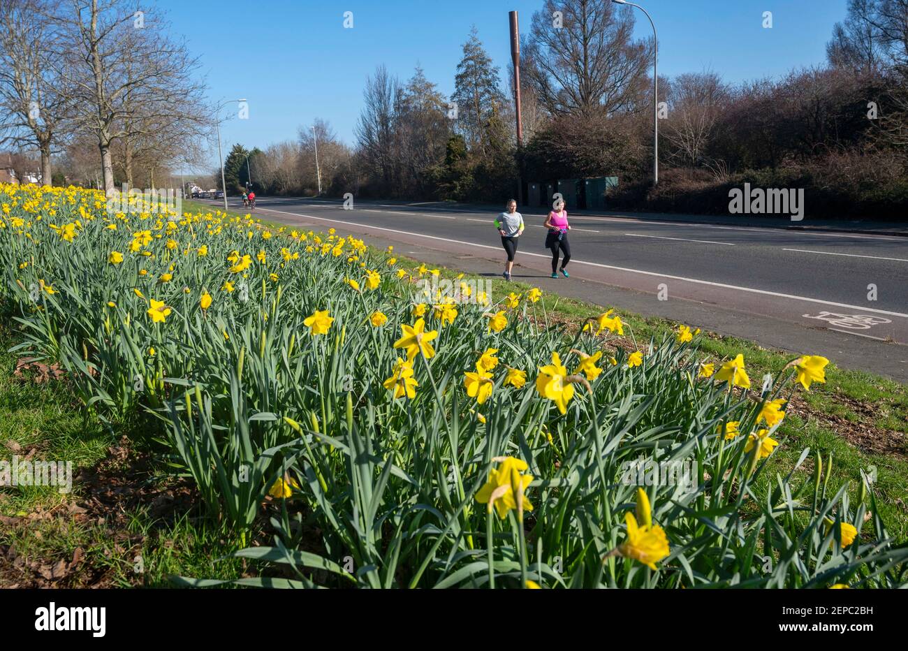 Brighton UK 27th February 2021 - Läufer passieren an einem Teppich voller Narzissen in voller Blüte entlang der Hauptstraße A23 nach Brighton an einem weiteren schönen warmen sonnigen Tag : Credit Simon Dack / Alamy Live News Stockfoto