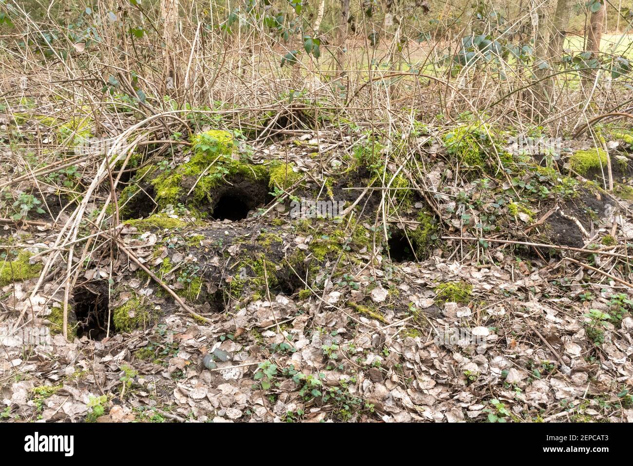 Rabbit warren im Winter, ein Netzwerk von miteinander verbundenen Rabbit-Höhlen, Großbritannien. Oryctolagus cuniculus Zuhause. Stockfoto