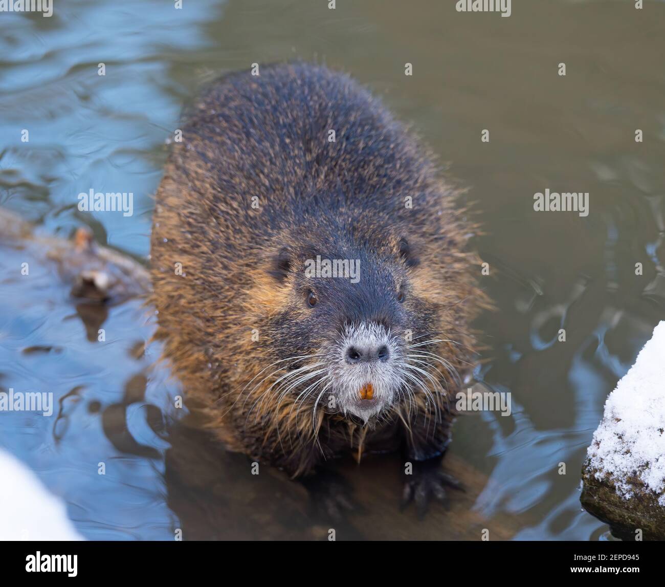 Nutria Myocastor coypus oder Flussratte die wilde in der Nähe des Flusses, das beste Foto. Stockfoto