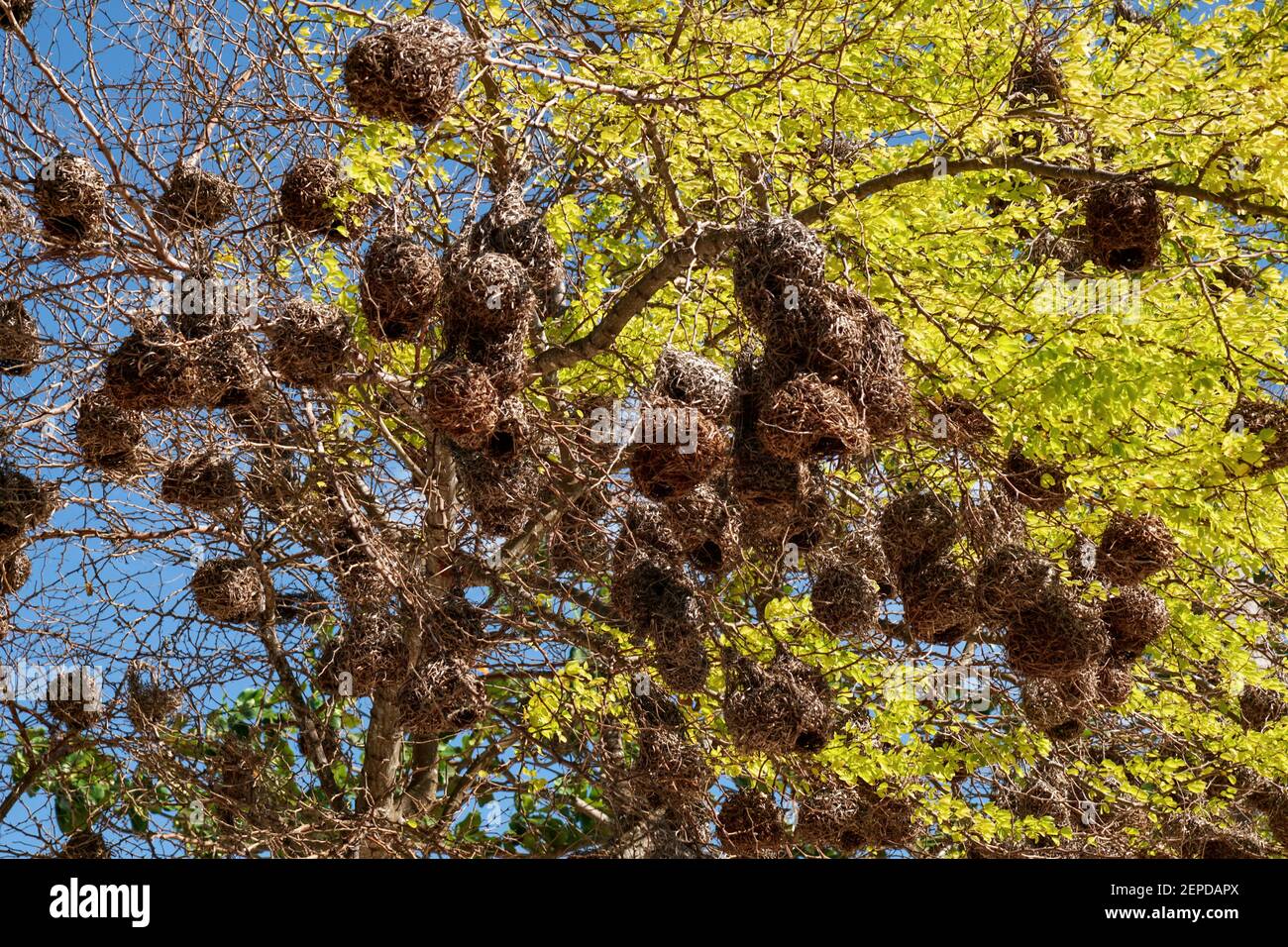 Vogelnester hängen an einem Baum im ländlichen Tansania Stockfoto