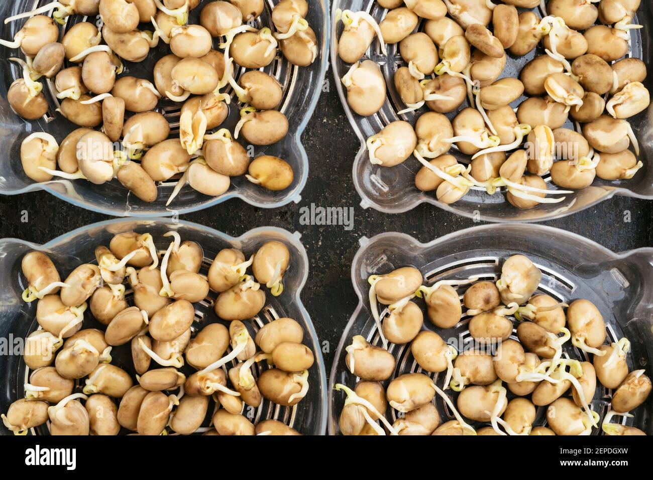 Gekeimt Fava Bohnen in keimenden Tabletts immer bereit, gepflanzt werden. Stockfoto