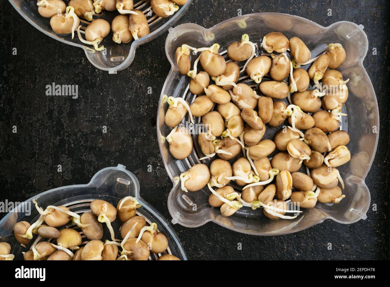 Gekeimt Fava Bohnen in keimenden Tabletts immer bereit, gepflanzt werden. Stockfoto