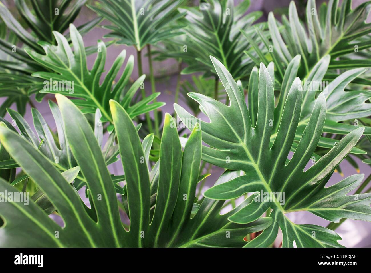 Zimmerpflanzen Palme. Groe grne Bltter von Monstera und anderen Pflanzen.  Floristen moderne Dekoration oder Design Stockfotografie - Alamy
