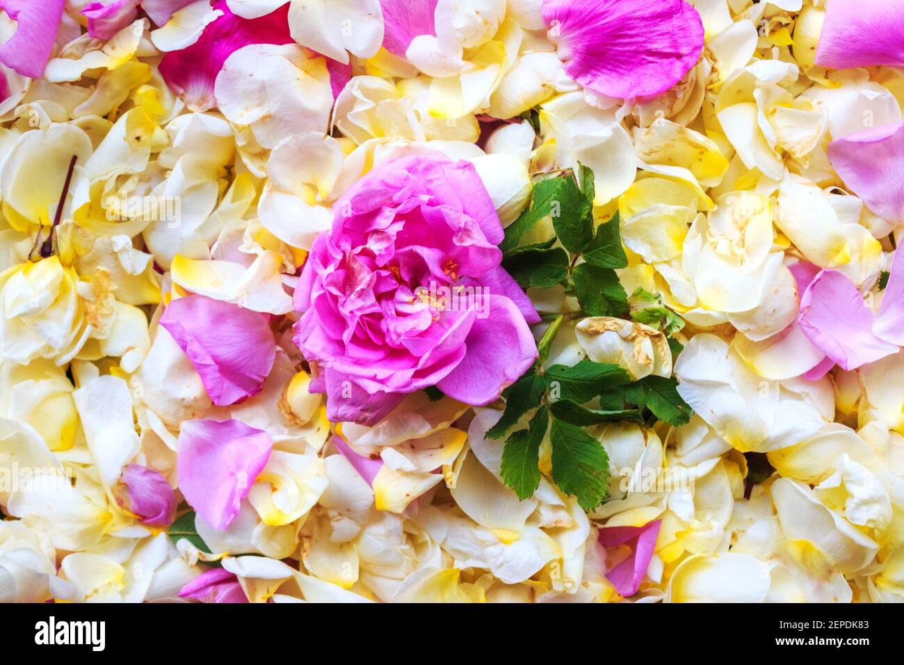 Rosa Rose Nahaufnahme auf weißem und rosa Blütenblätter Hintergrund Stockfoto