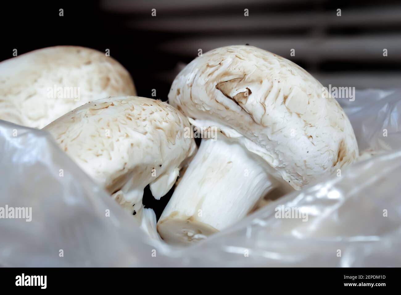 Nahaufnahme frischer weißer Pilze. Gesunde Lebensmittel. Stockfoto