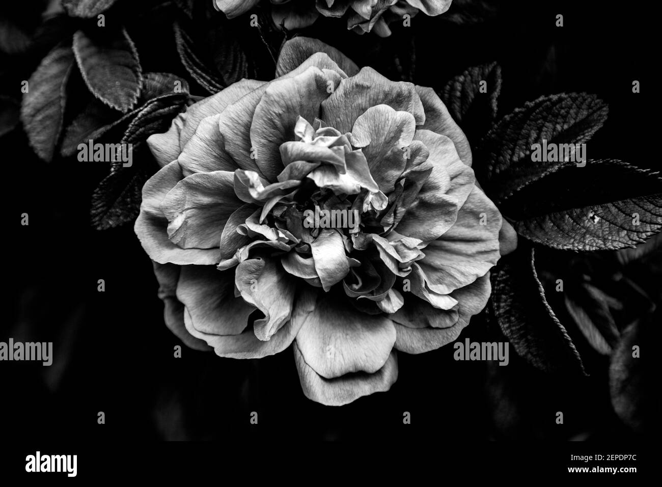 Low Key Bild einer schönen Rose in schwarz und weiß und mit hohem Kontrast und Details, die einen dramatischen Effekt und eine dunkle Stimmung. Stockfoto