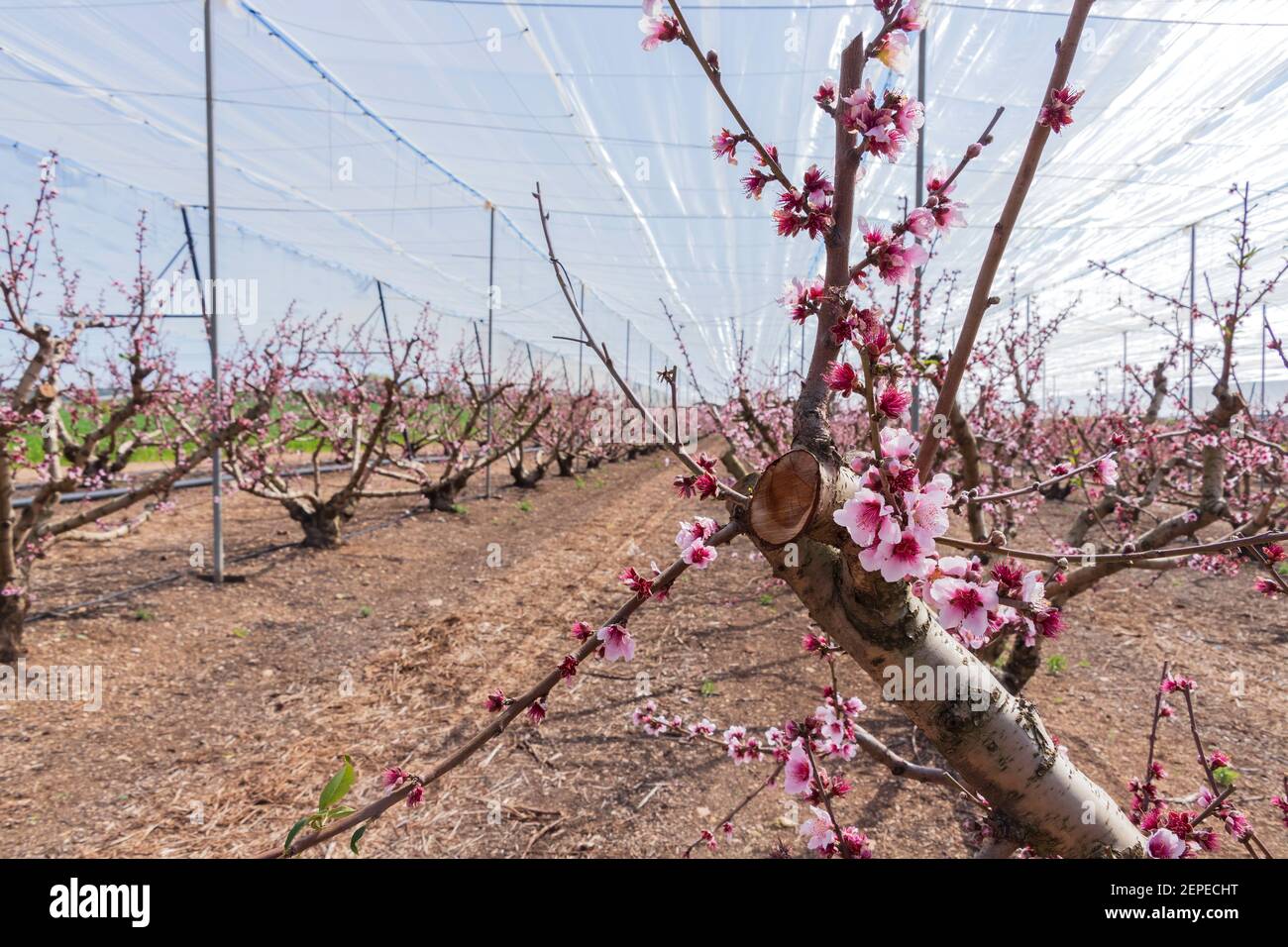 Pfirsichbäume blühen mit rosa Blumen im Obstgarten. Israel Stockfoto