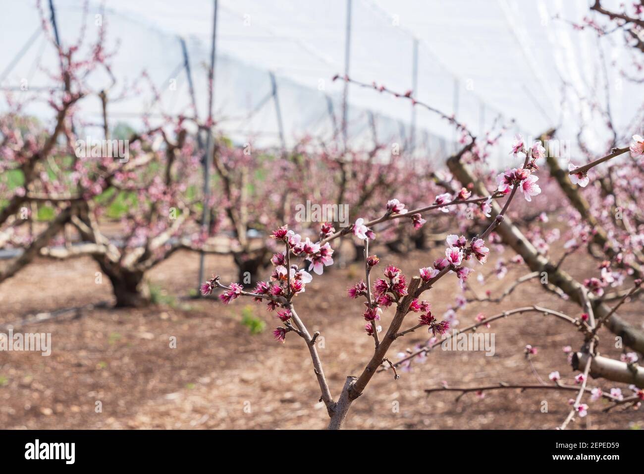 Pfirsichbäume blühen mit rosa Blumen im Obstgarten. Israel Stockfoto
