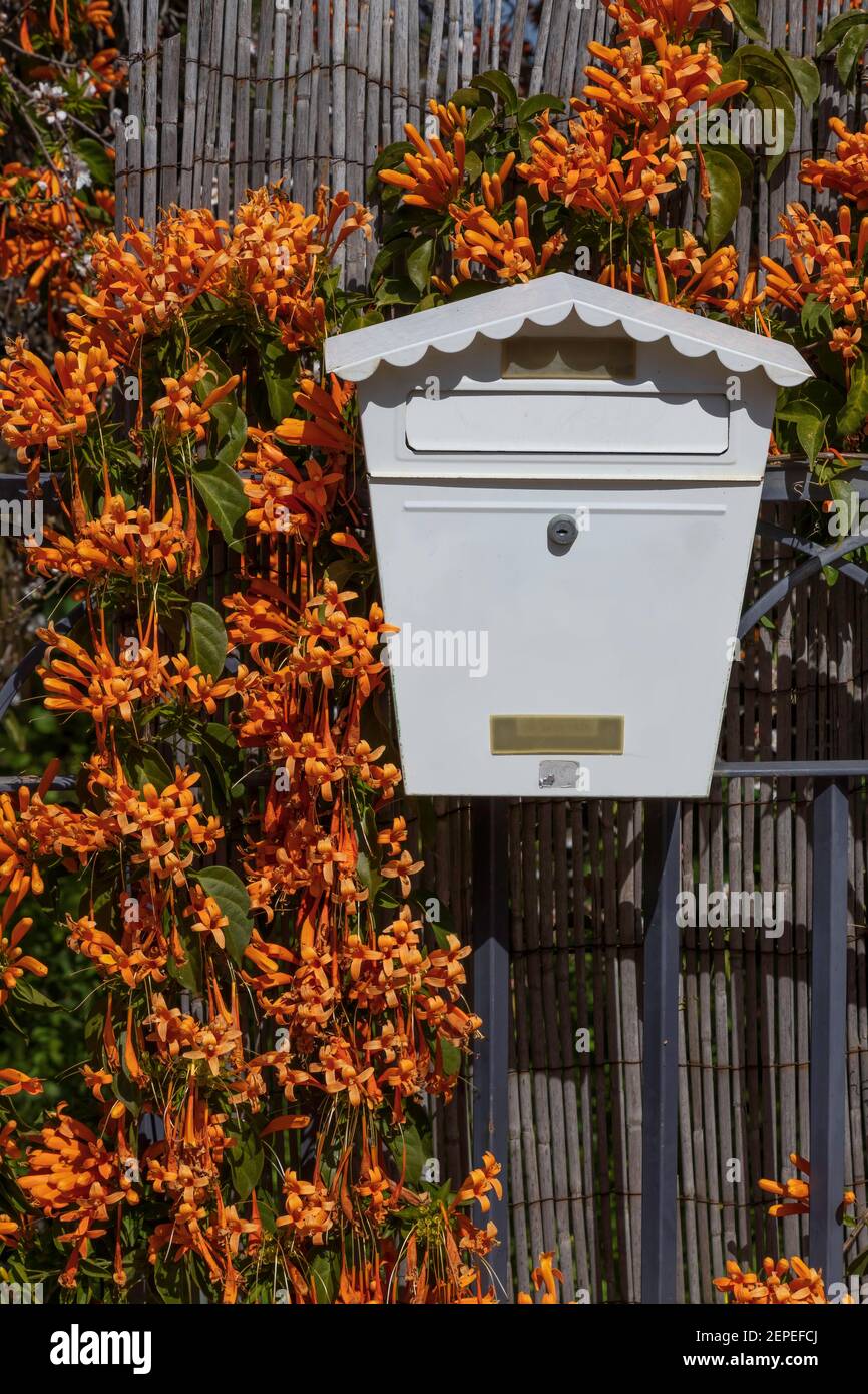 Weißer Briefkasten auf einer Bambuswand, umschlungt mit orangen Blumen Pyrostegia venusta Nahaufnahme Stockfoto