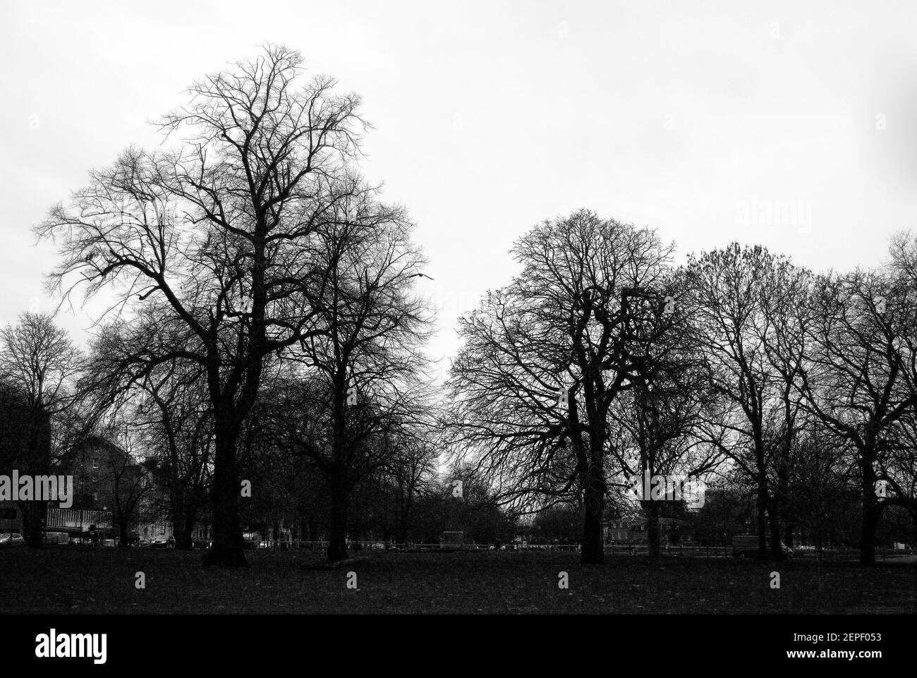 Bäume im Park Stockfoto