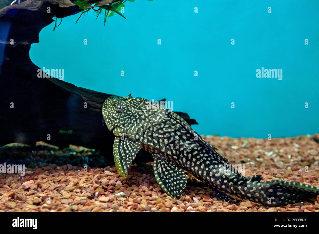 Welse Fr Aquarium