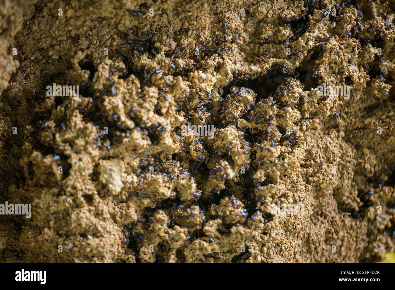 Makrofotografie eines aktiven Ameisennests mit zahlreichen Ameisen, die um die Bodenöffnung schwärmen. Stockfoto