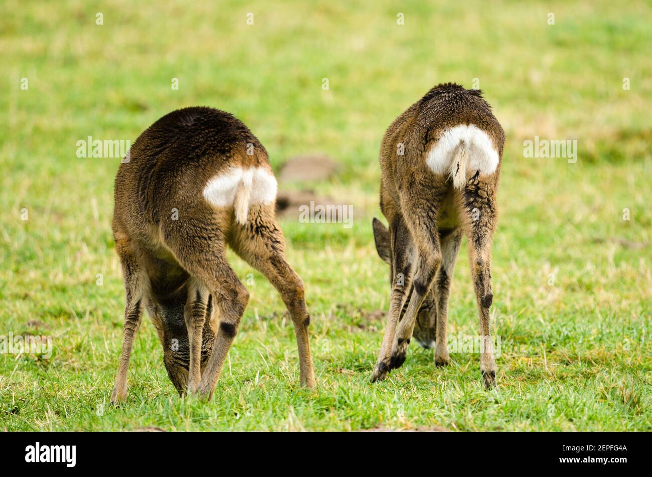 Ein Paar Rehe füttern von hinten. Stockfoto