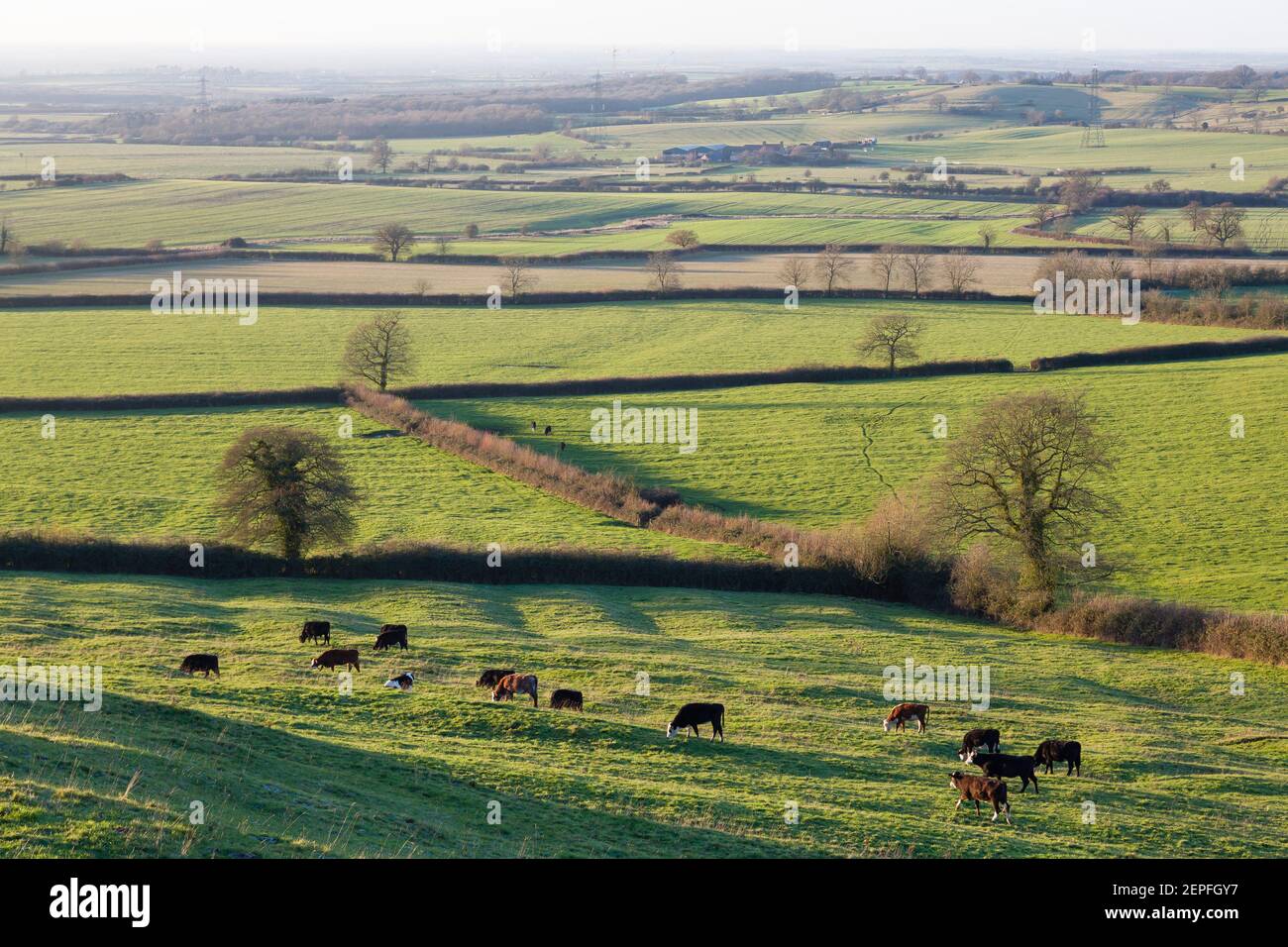 UK Land mit Feldern, Hecken und einer Herde Kühe. Aylesbury Vale, Buckinghamshire, Großbritannien Stockfoto