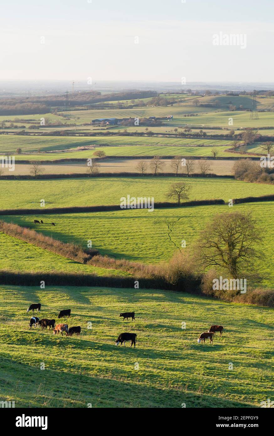 Viehzucht in einer britischen Landschaft, Ackerland mit Feldern und Hecken in Aylesbury Vale, Buckinghamshire, Großbritannien Stockfoto