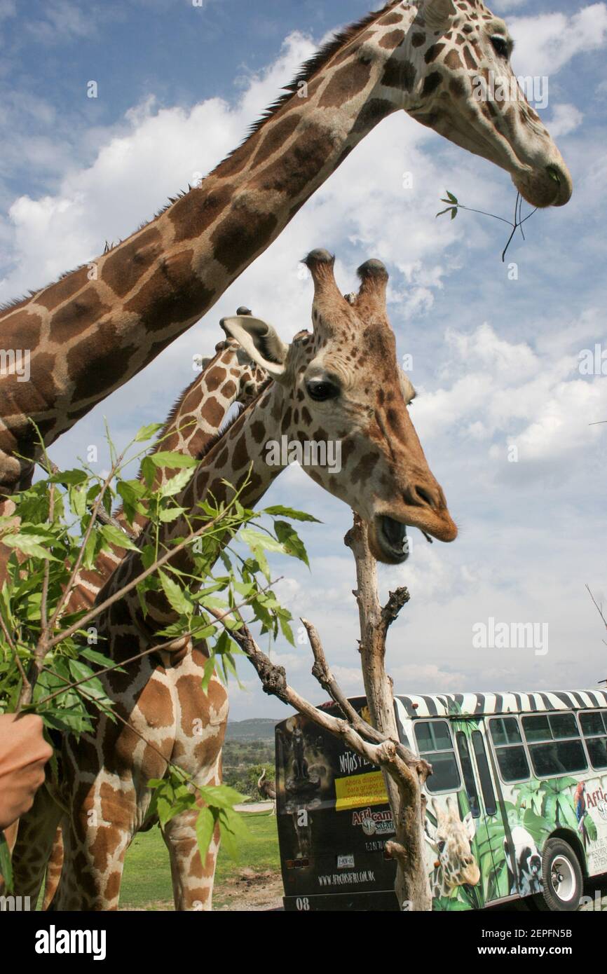 PUEBLA, MEXIKO - 16. DEZEMBER: Eine Giraffe wird in Gefangenschaft im Africam Safari Wildlife Conservation Park gesehen, akkreditiert von der Association of Zoos and Aquariums und der World Association of Zoos and Aquariums am 16. Dezember 2019 in Puebla, Mexiko (Foto by Eyepix/Sipa USA) Stockfoto