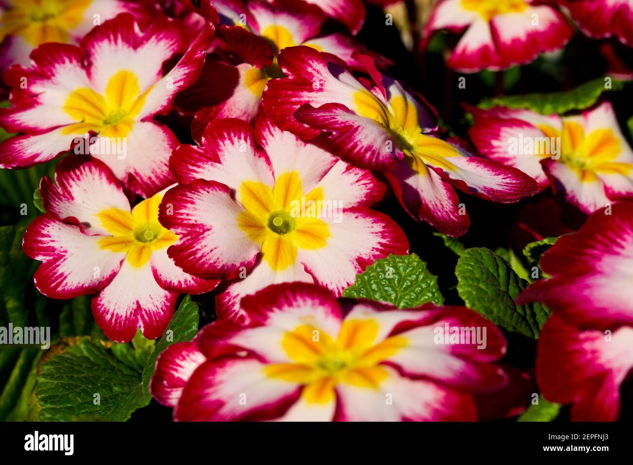 Primrose „Purple Flame“ Stockfoto