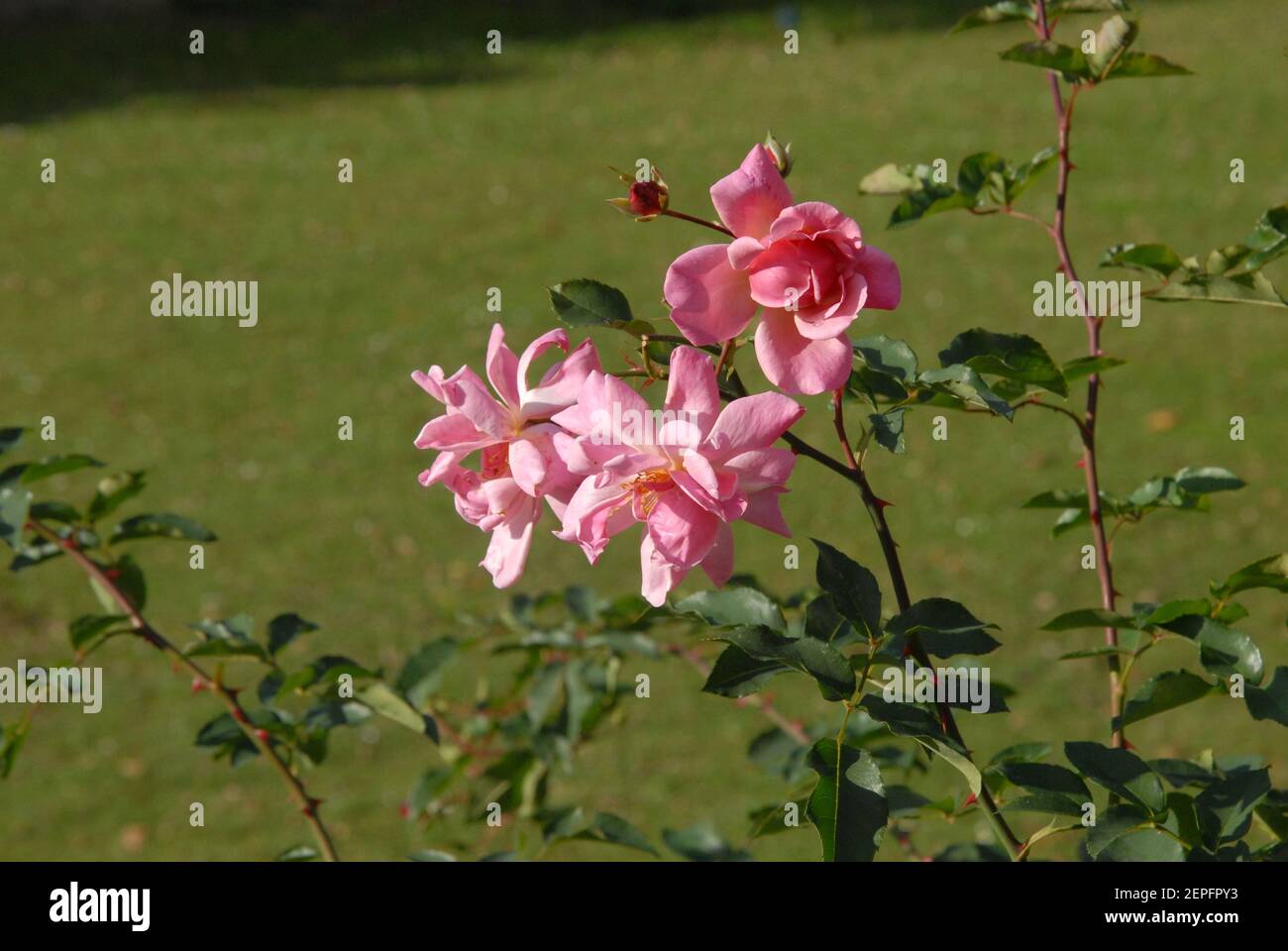 Rosen, rosa, Buschrosen, Buschrosen Stockfoto