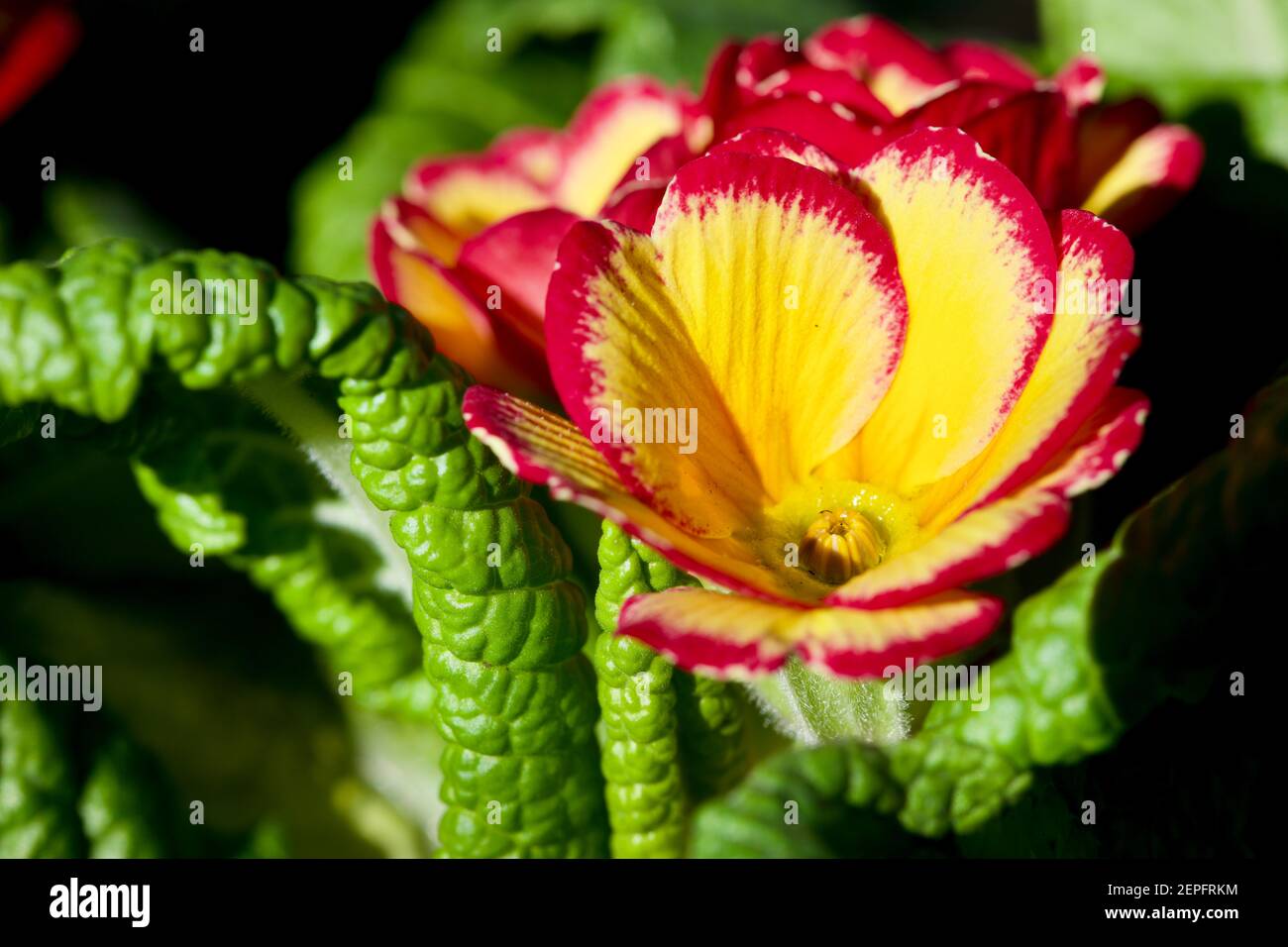 Primrose „Tequila Sunrise“ Stockfoto