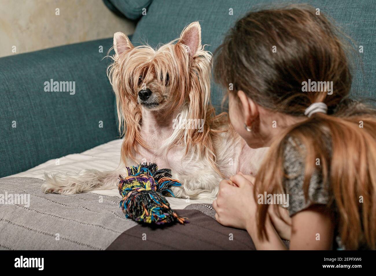 Ein süßer Chinese Crested Hund auf der Couch und ihre kleine Herrin. Freundschaft mit Tieren. Liebe und Pflege für Haustiere. Stockfoto